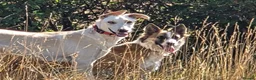 Mixed Breed dogs for adoption: Kyle - Beautiful Collie mix boy  - Advert 5