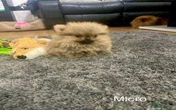 Pomeranian dogs for sale: 🔥Very Tiny(450gr)🧸Top Quality 💎 - Advert 5
