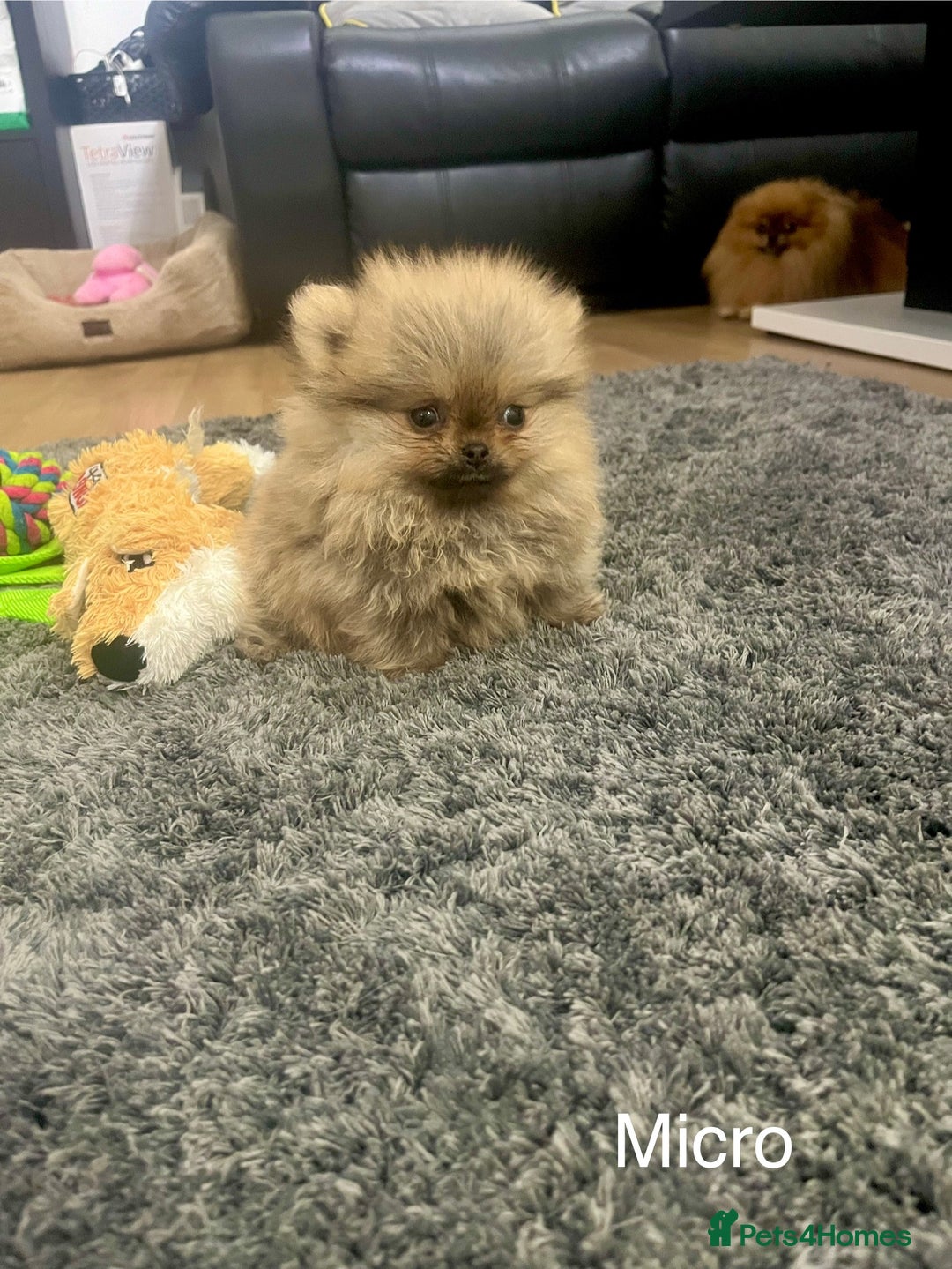 Pomeranian dogs for sale: 🔥Very Tiny(450gr)🧸Top Quality 💎 - Advert 5