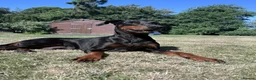 Dobermann dogs for sale: Mr Blue- A truly Free Range Doberman - Advert 26