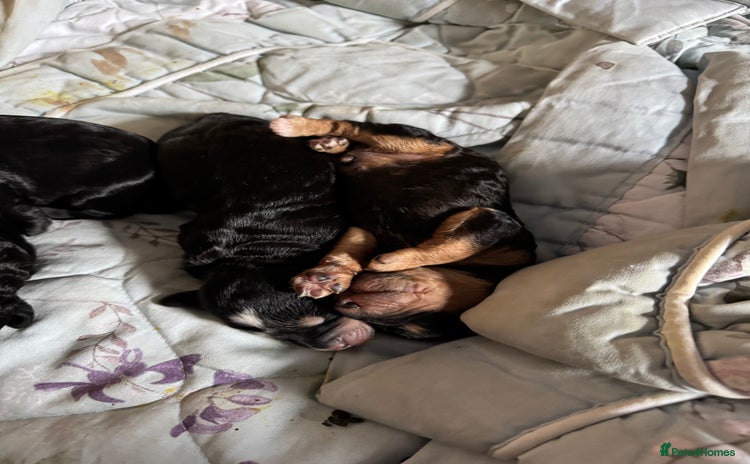 Cockapoo dogs - Advert 3