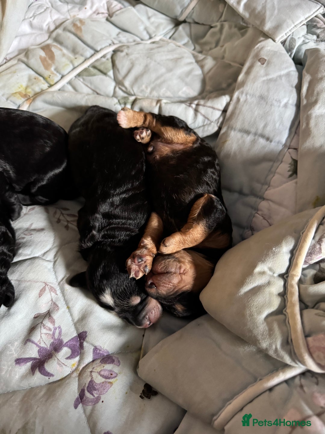 Cockapoo dogs for sale: Cockapoo puppies 2 multi colour, 2 black  - Image 1