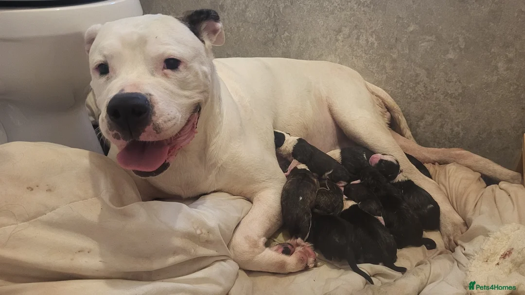 Mixed Breed dogs for sale: 8 Beautiful American Bulldog x Cane Corso in Blyth - Advert 2