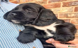 Sprocker dogs for sale: Sprocker puppies ready for new adventures! - Image 13