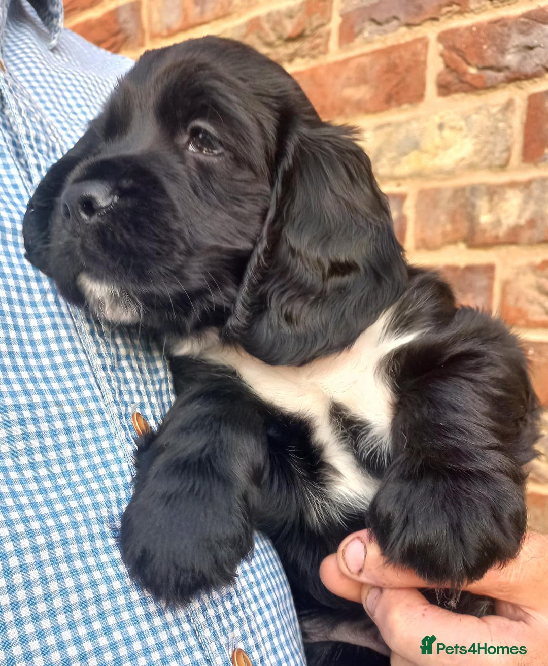 Sprocker dogs for sale: Sprocker puppies ready for new adventures! - Image 13