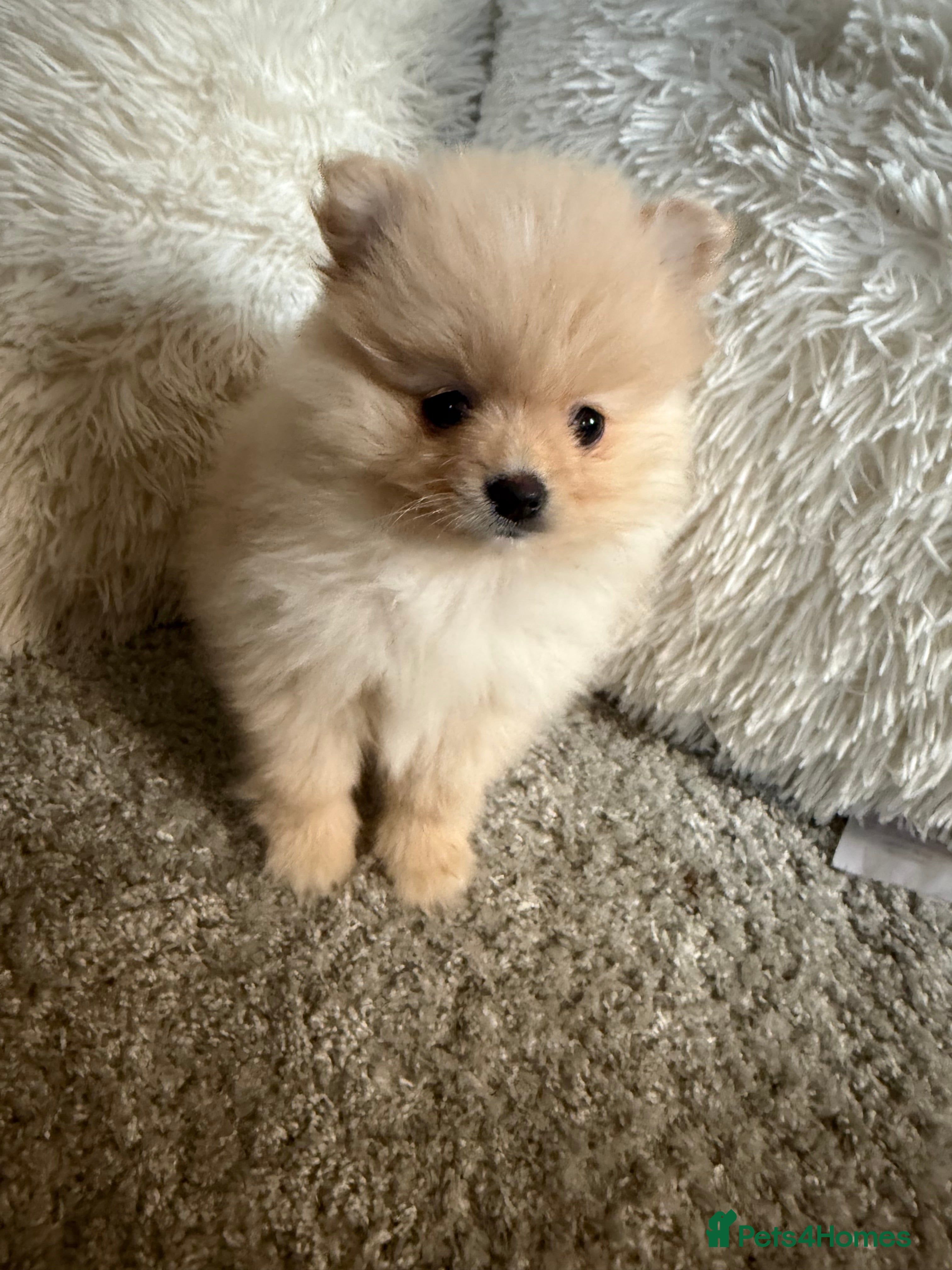 Pomeranian dogs Beautiful Pomeranian girl.  - Advert 10