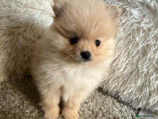 Pomeranian dogs Beautiful Pomeranian girl. - Advert 4