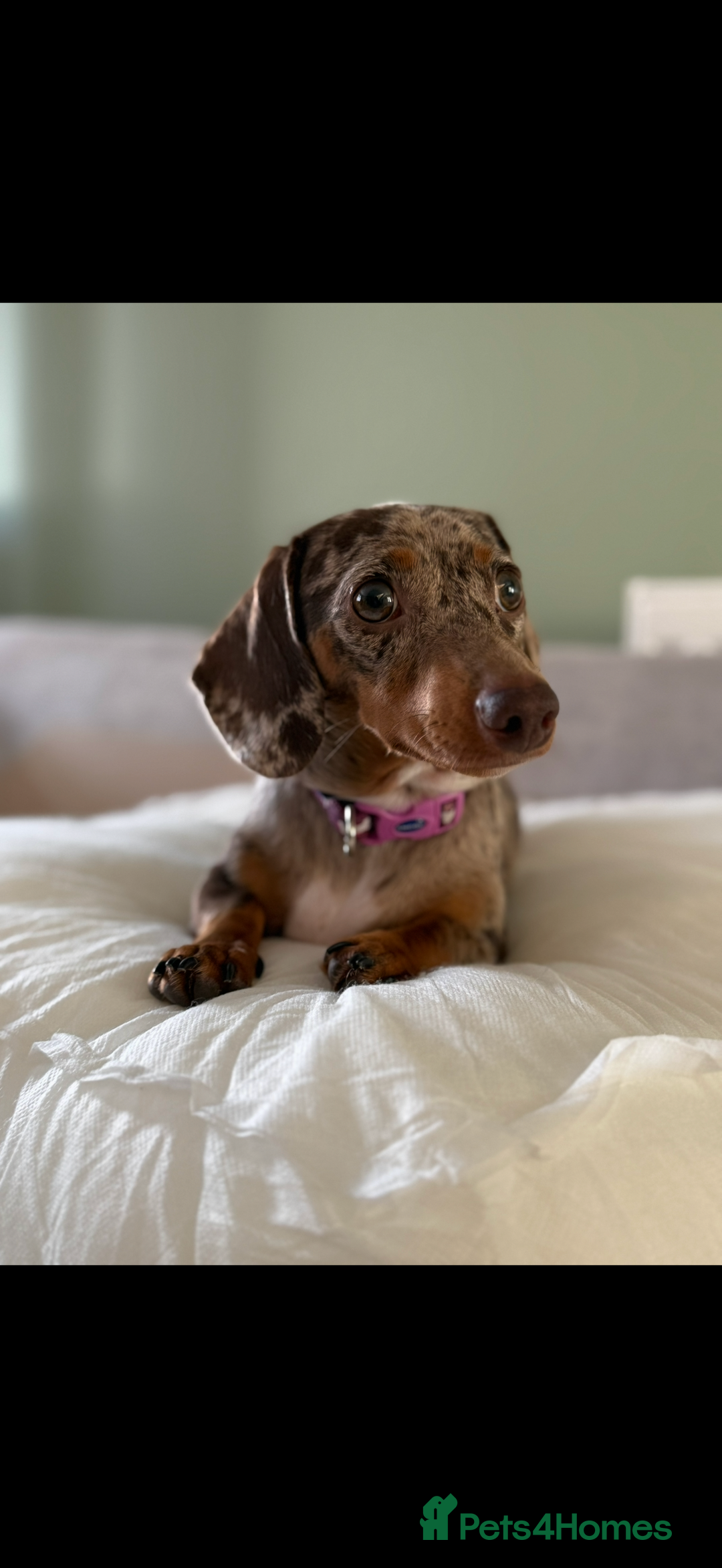Miniature Dachshund dogs for sale: Miniature Dachshund  - Image 2