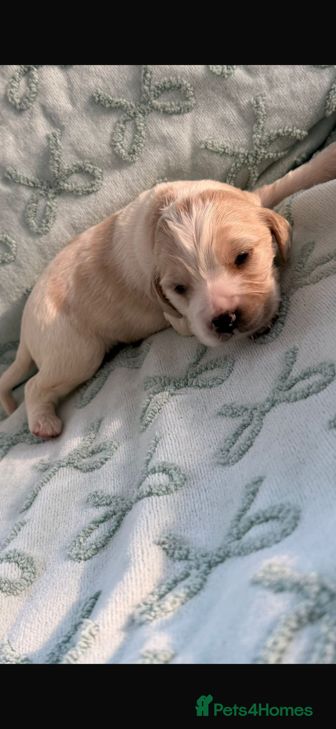 Cockerdor dogs for sale: Stunning show cocker spaniel cross Labrador puppys - Advert 7