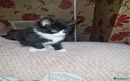 British Shorthair cats for sale: Kittens  - Image 1