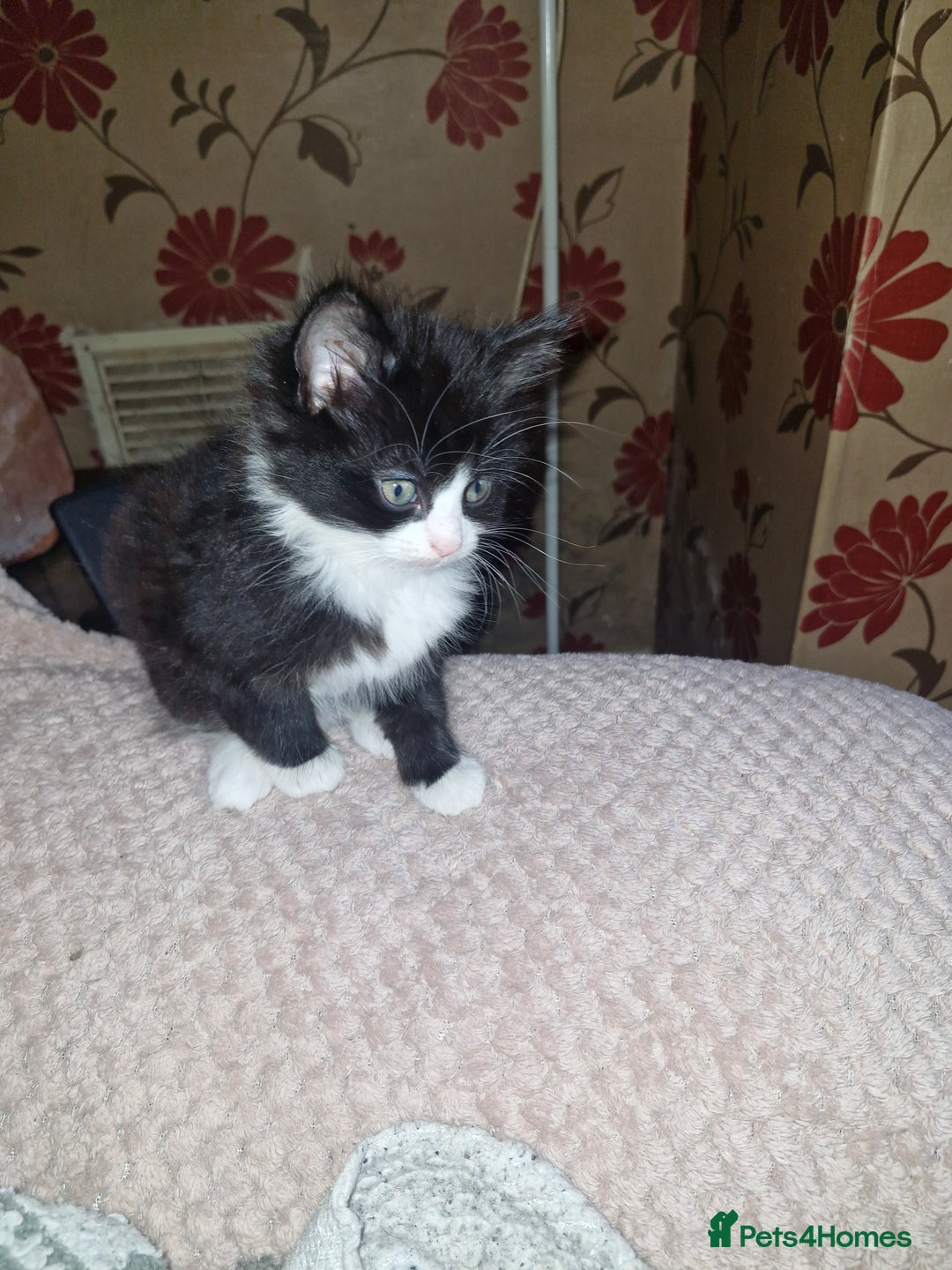 British Shorthair cats for sale: Kittens  - Image 1
