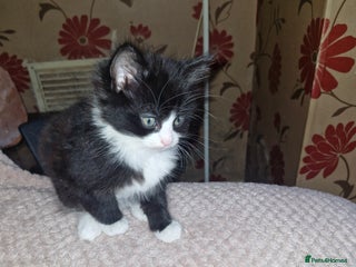 British Shorthair cats - Advert 19