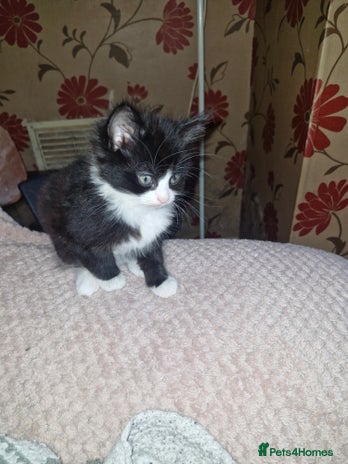 British Shorthair cats - Advert 14