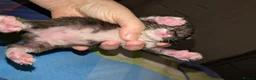 Mixed Breed cats for sale: Four kittens  - Advert 11