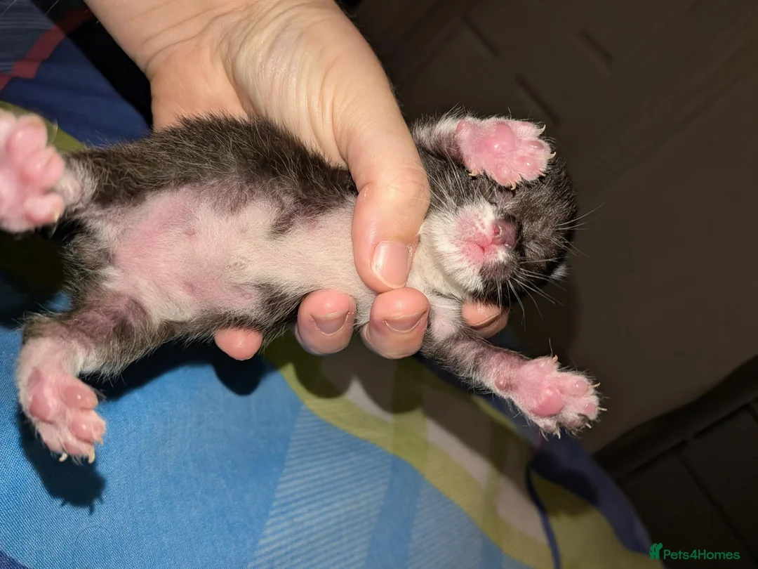 Mixed Breed cats for sale: Four kittens  - Advert 11