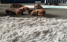 Dachshund dogs for sale: Beautiful dachshund puppies  - Image 40