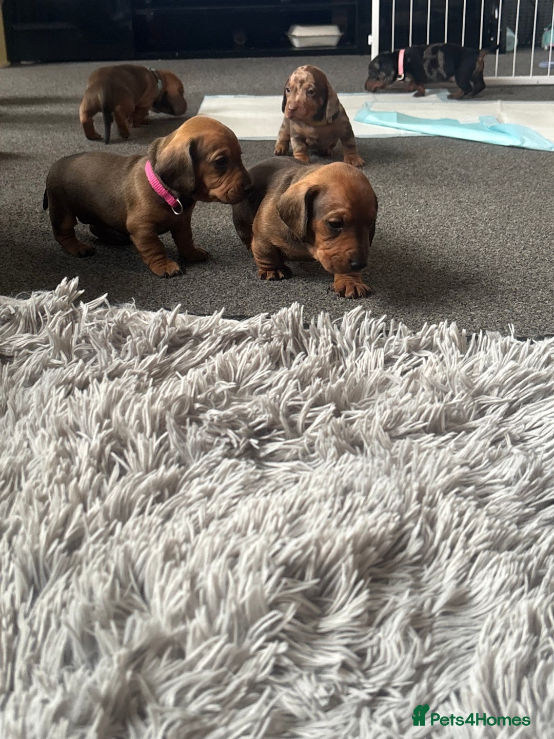 Dachshund dogs for sale: Beautiful dachshund puppies  - Image 40