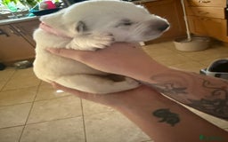 Mixed Breed dogs for sale: Huskador - Image 12