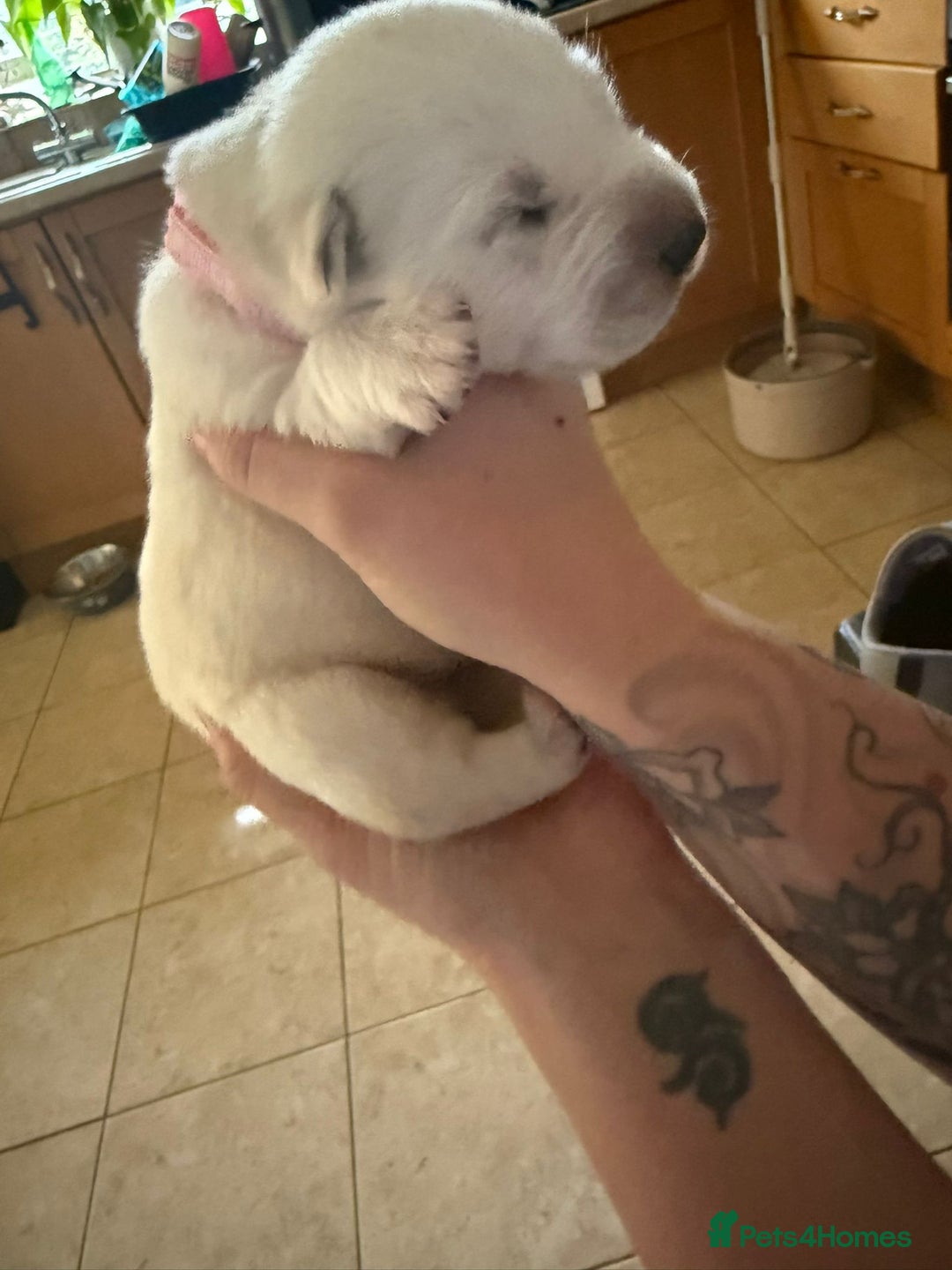 Mixed Breed dogs for sale: Huskador - Image 12