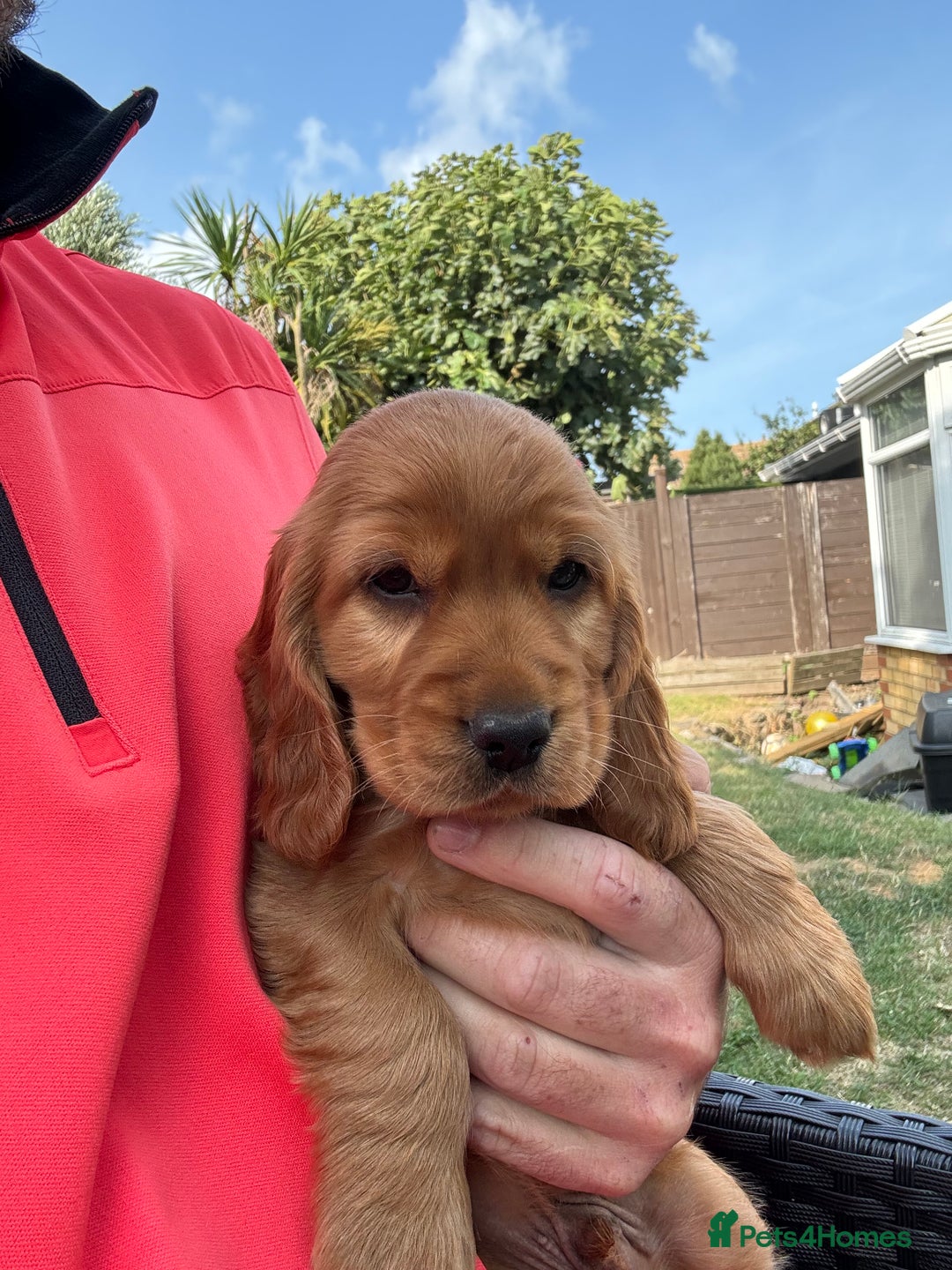Cocker Spaniel dogs for sale: Show cocker spaniels  - Image 20