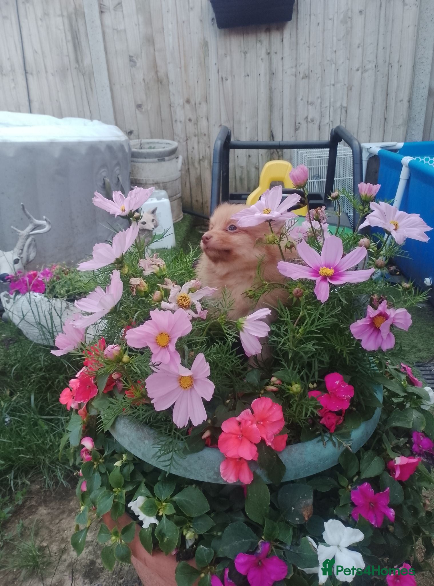 Pomeranian dogs Only 3 left Pomeranian pups - Advert 17
