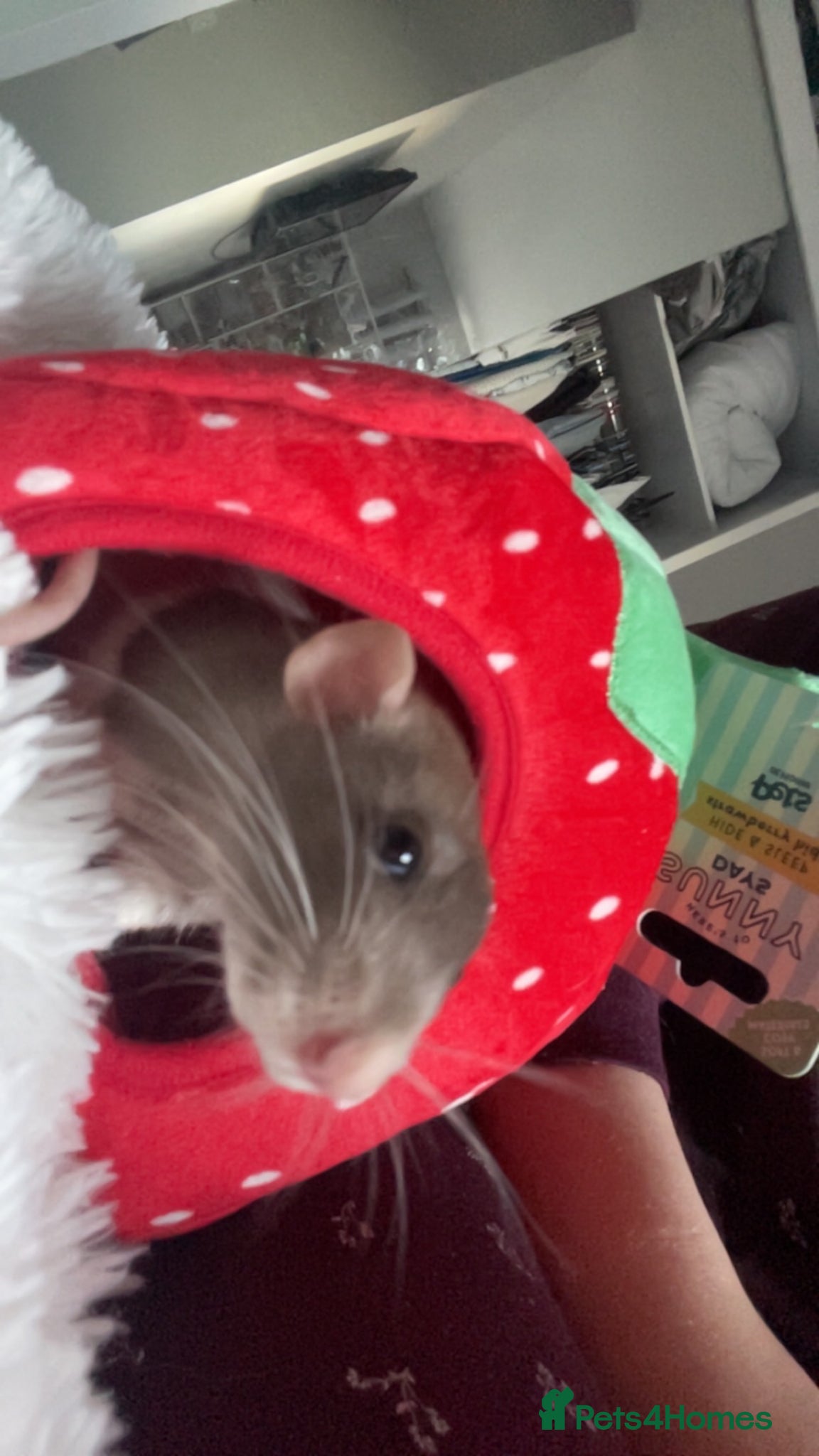 Rat rodents for sale: Four lovely rats looking for a forever home  - Advert 3