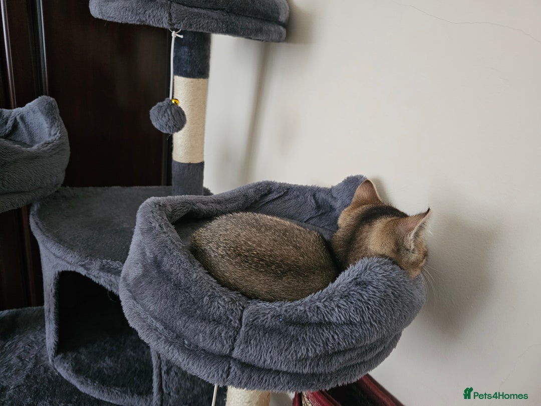 British Shorthair cats for sale: Browney - Advert 8