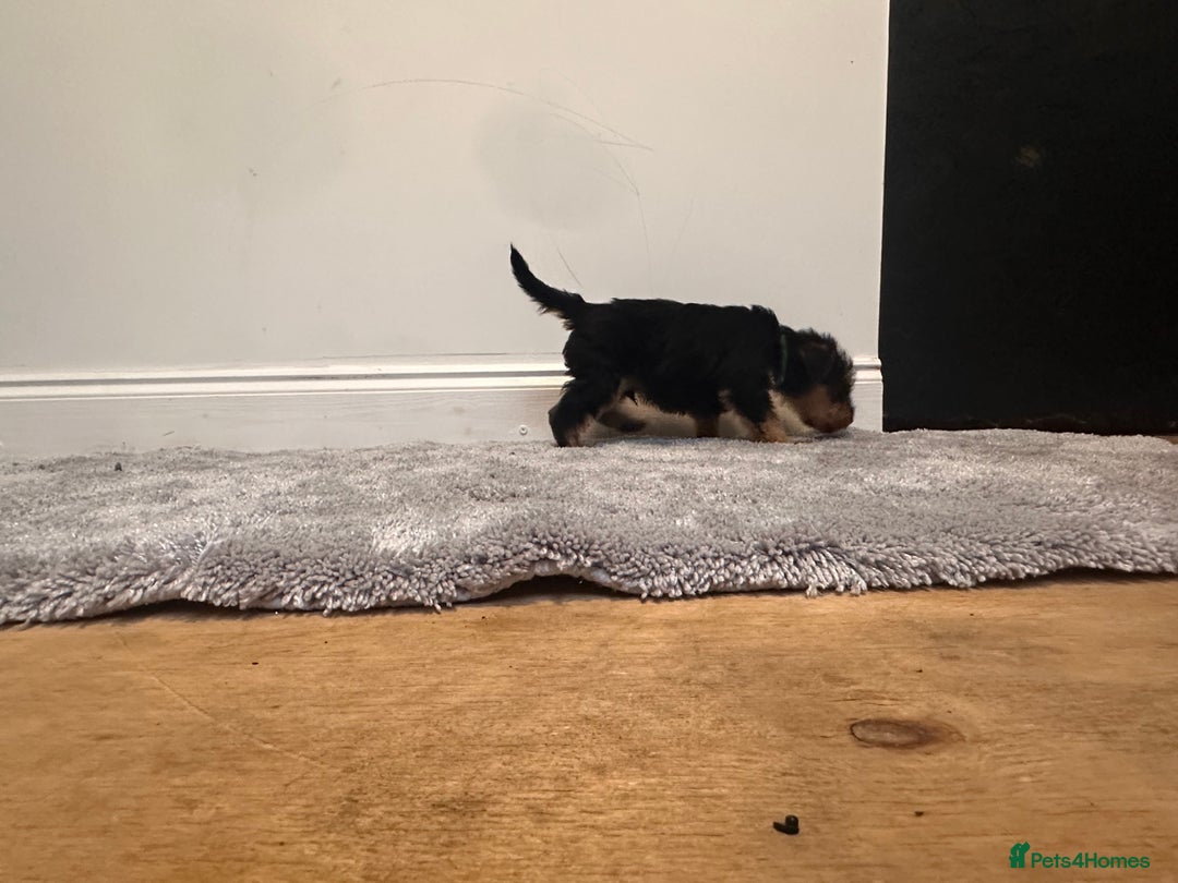 Airedale Terrier dogs for sale: Champion Coralita Airedale puppies  - Image 7
