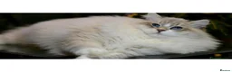Siberian cats for sale: Champion Siberian & Neva Masquerade Kittens - Advert 3
