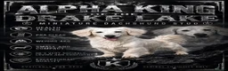 Miniature Dachshund dogs for stud: Perfect cream long haired miniature dachshund stud - Advert 1