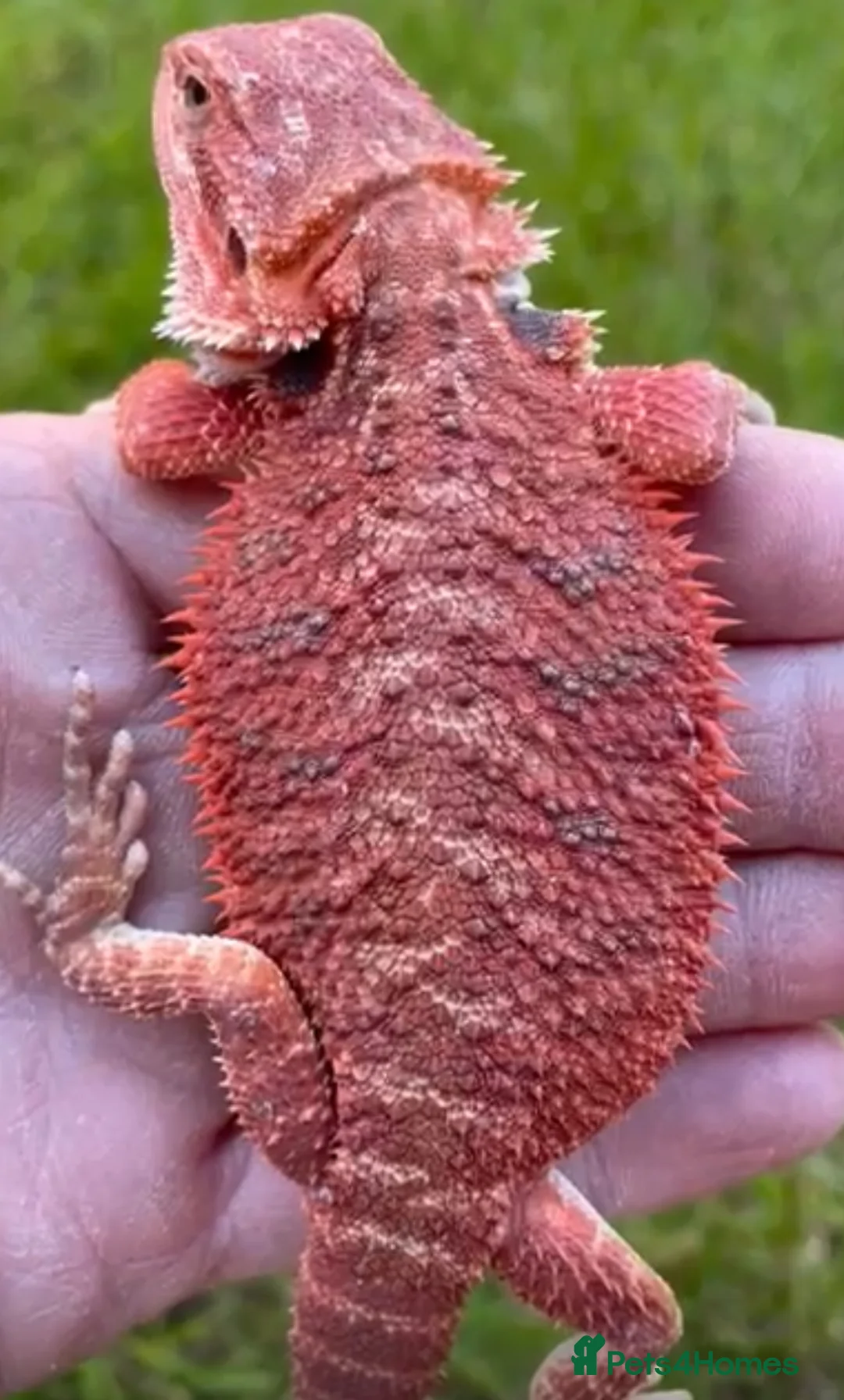 Bearded Dragon reptiles for sale: Red Monster Genetic Stripe Zero Hypo Trans License - Advert 12