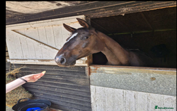 Irish Thoroughbred horses for sale: Crunchie-TB mare for sale with Galileo bloodlines - Image 4