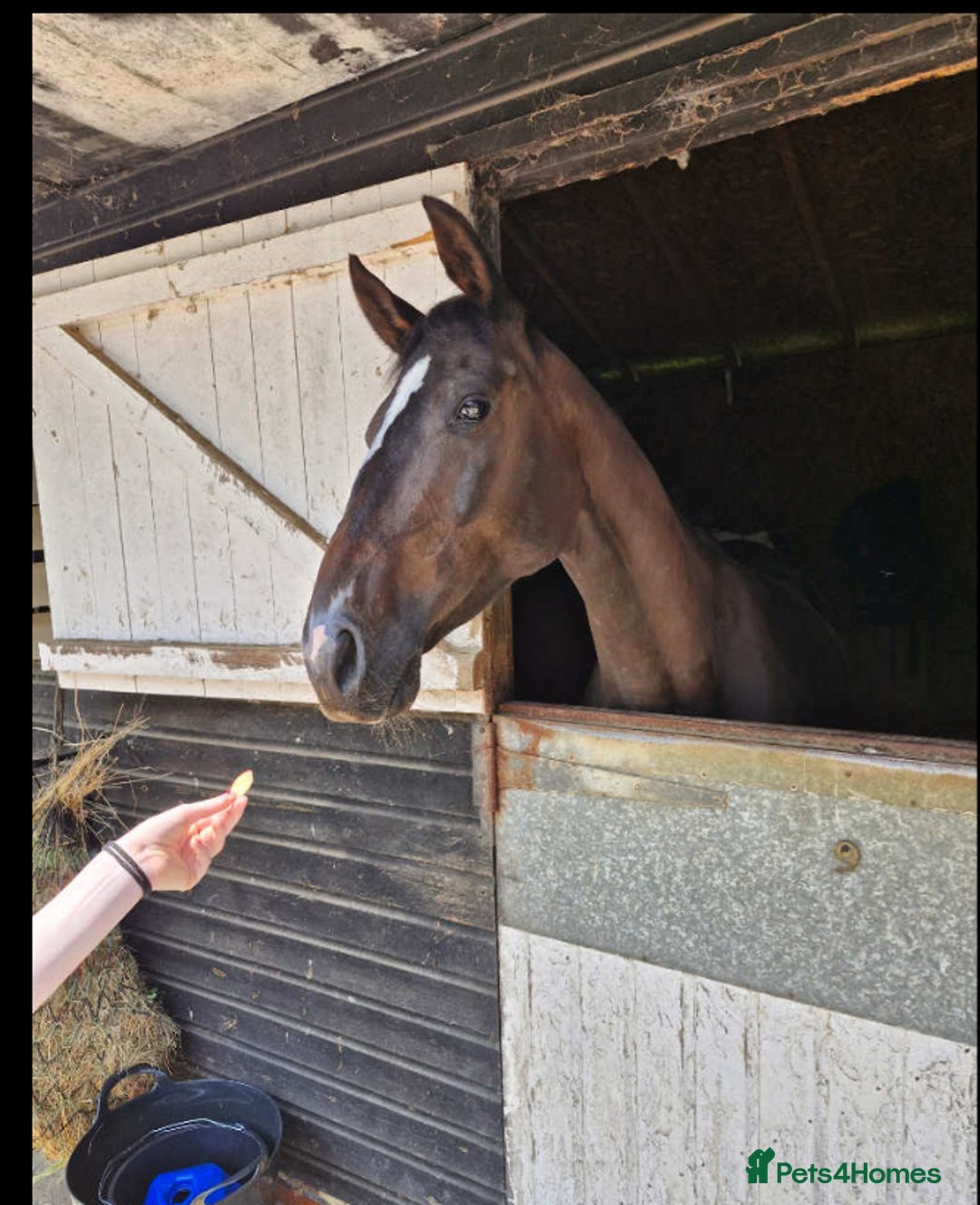 Irish Thoroughbred horses for sale: Crunchie-TB mare for sale with Galileo bloodlines - Image 4