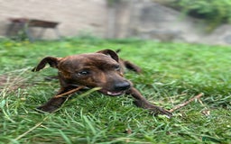 Mixed Breed dogs for sale: Jack Russell terrier x Staffy 1 year old  - Image 3