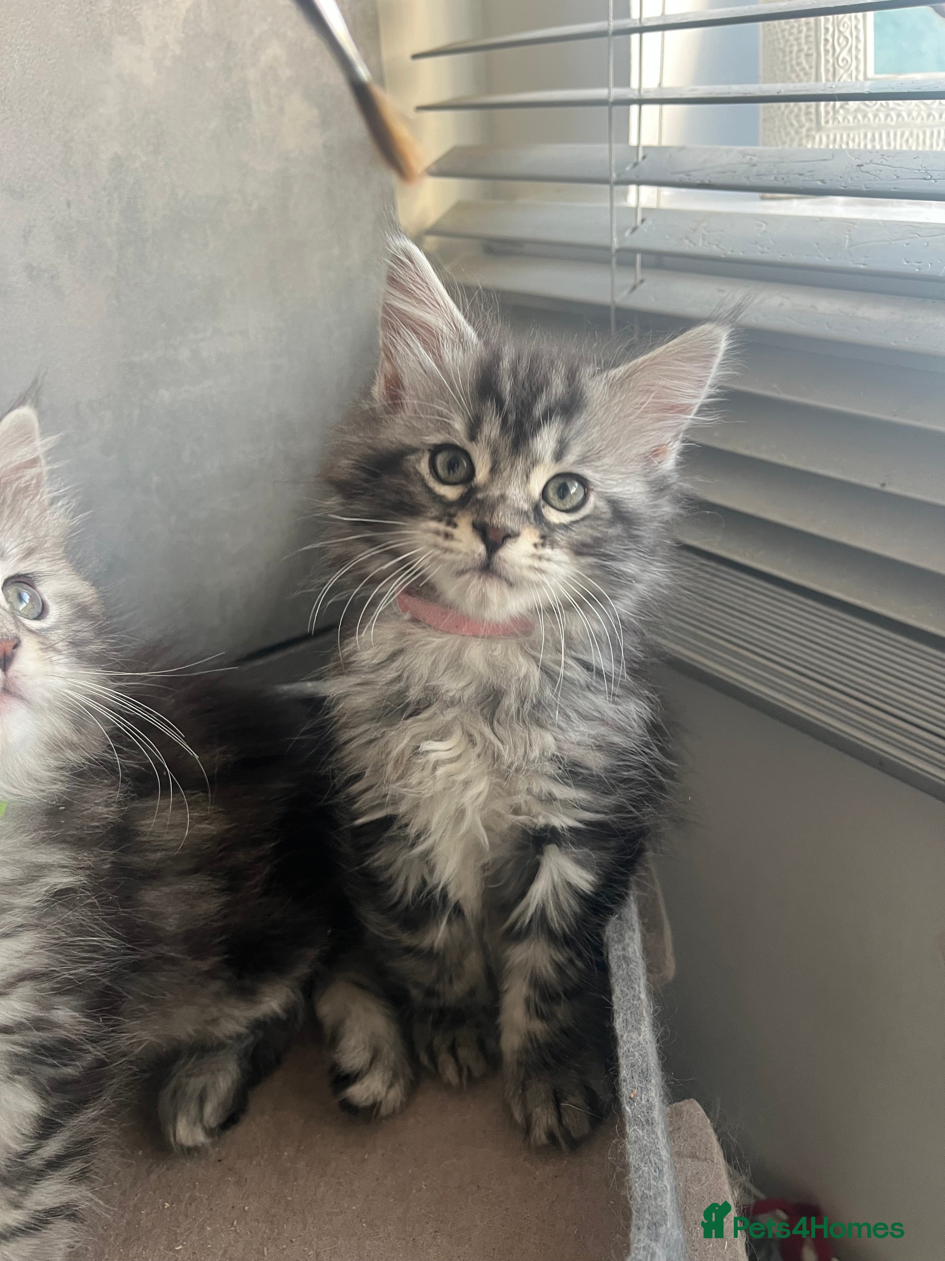 Maine Coon cats Last Maine coon girl left ready to leave 🩷 - Advert 17