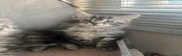 Maine Coon cats for sale: Last Maine coon girl left ready to leave 🩷 - Advert 1
