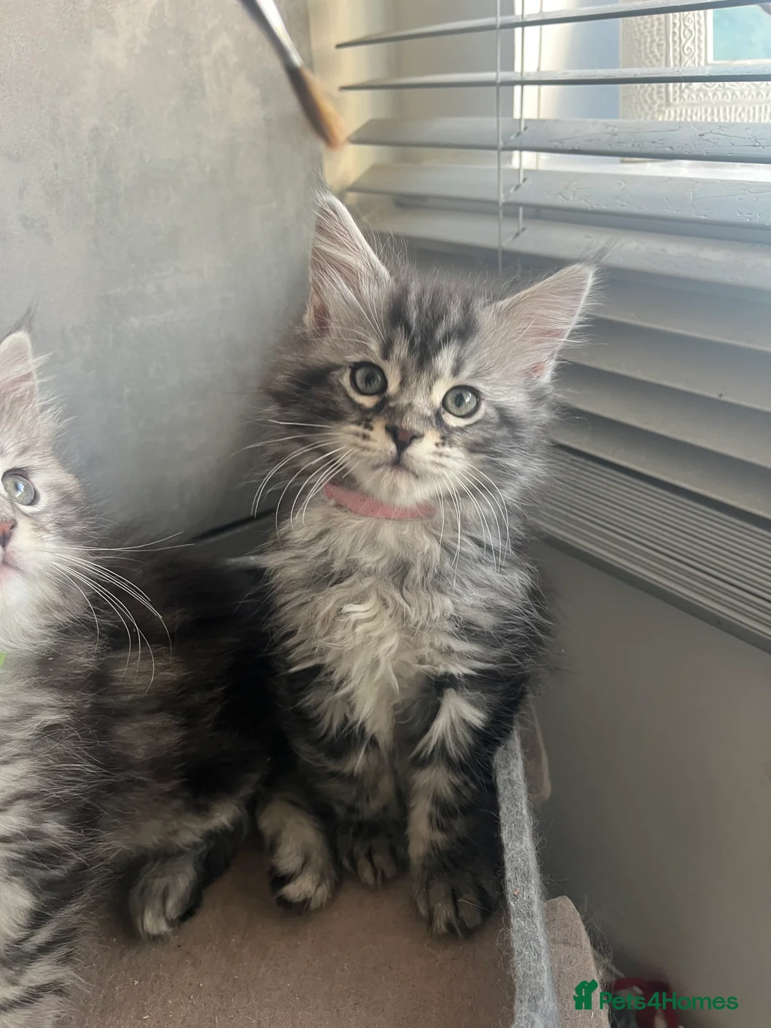 Maine Coon cats for sale: Last Maine coon girl left ready to leave 🩷 - Advert 1