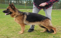 German Shepherd dogs for sale: Litter of puppies with a World Class Pedigree  - Advert 30