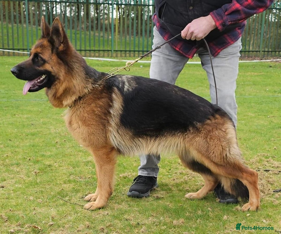 German Shepherd dogs for sale: Litter of puppies with a World Class Pedigree  - Advert 30