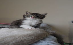 Ragdoll cats for sale: *READY NOW* RAGDOLL CROSS LONG-HAIRED - Image 10