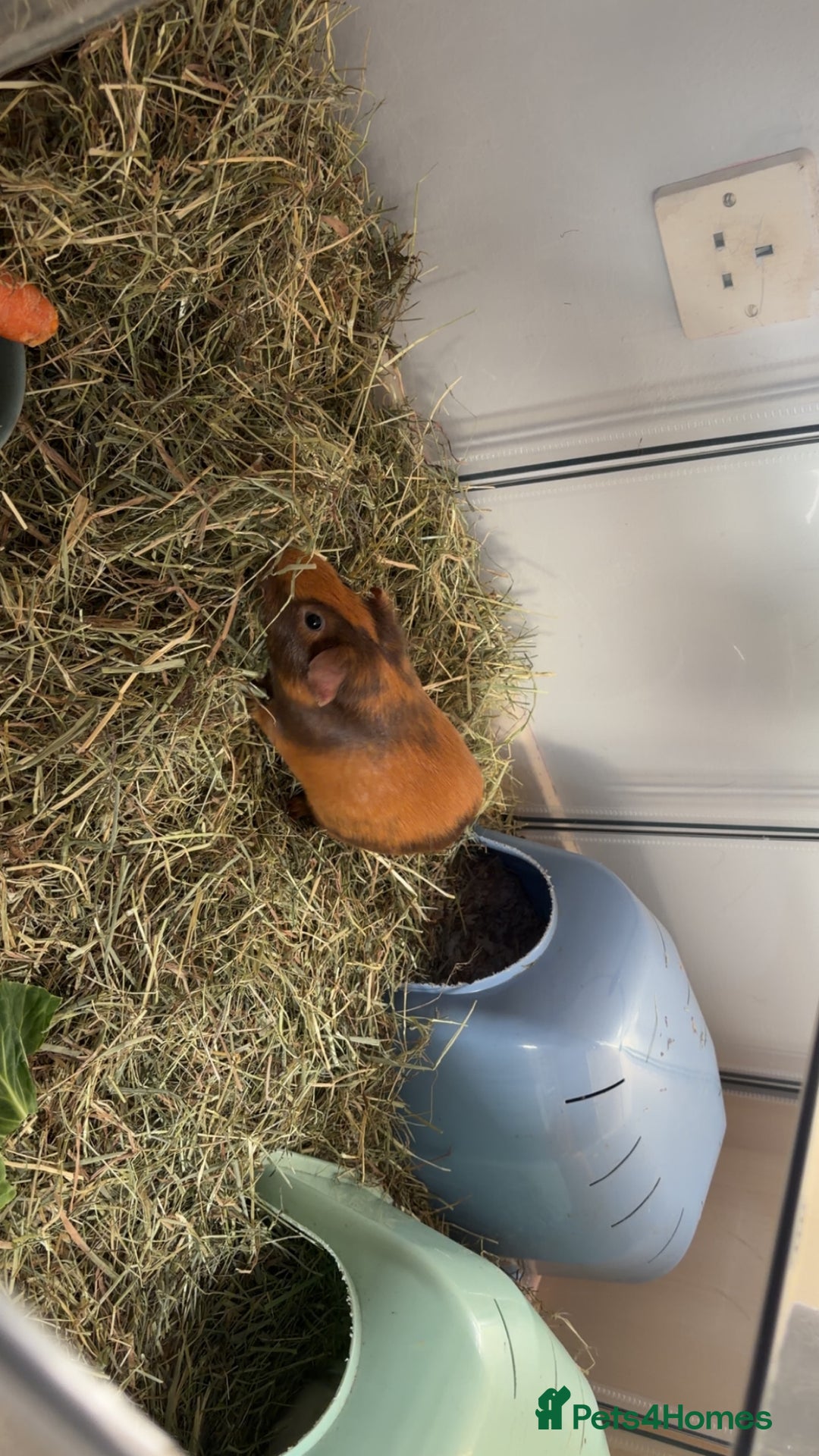 Guinea Pig rodents for sale: Young Male guinea pig - Advert 4