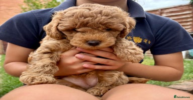 Mixed Breed dogs - Advert 11