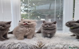 British Shorthair cats for sale: TOP💗 Quality British Shorthair 😻Kittens💋 - Image 24