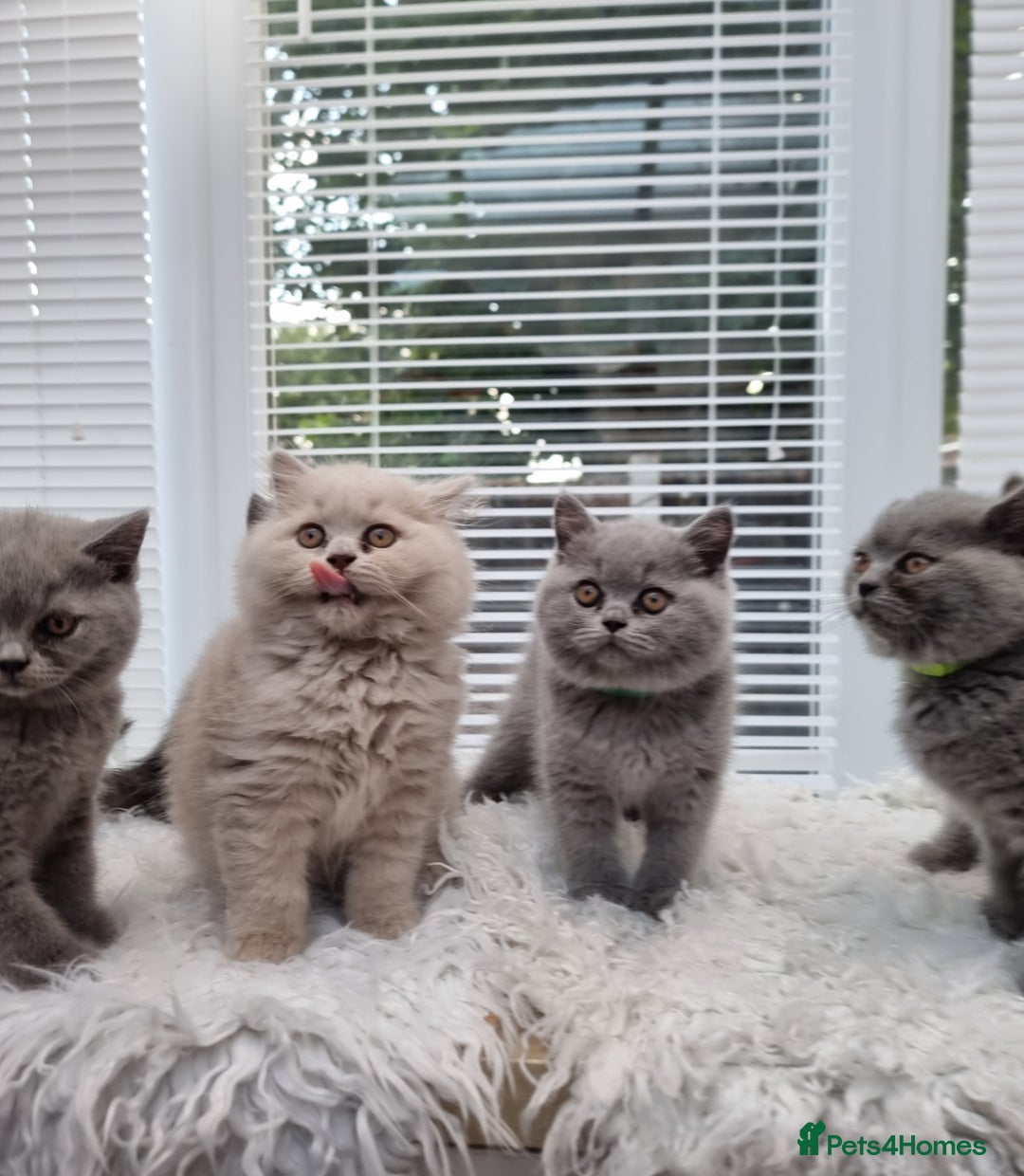 British Shorthair cats for sale: TOP💗 Quality British Shorthair 😻Kittens💋 - Image 24