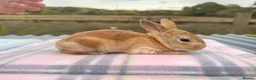 Rex rabbits for sale: 🐰✨ PEDIGREE MINI REX RABBITS – AVAILABLE SOON! 🐰 - Advert 6