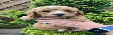 Cavapoochon 3