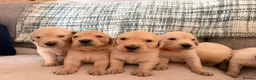Golden Retriever dogs for sale: Golden Retriever Puppies in Carmarthen - Advert 2