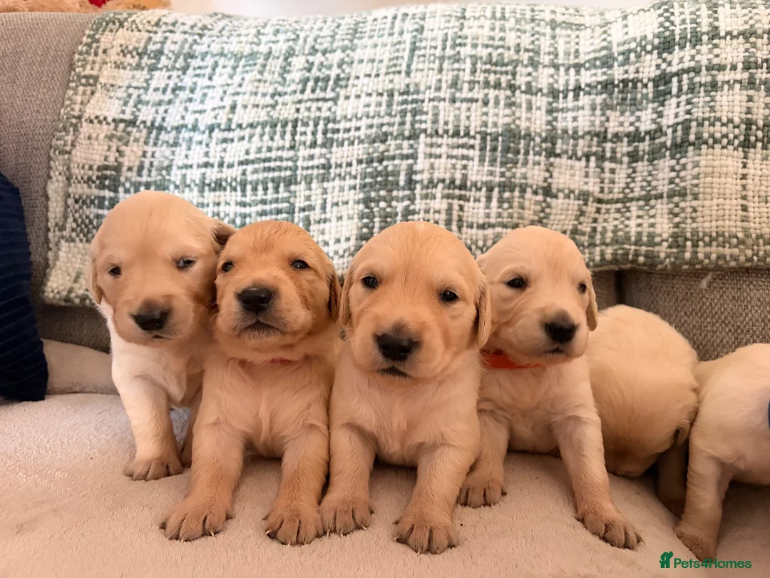 Golden Retriever dogs for sale: Golden Retriever Puppies in Carmarthen - Advert 2