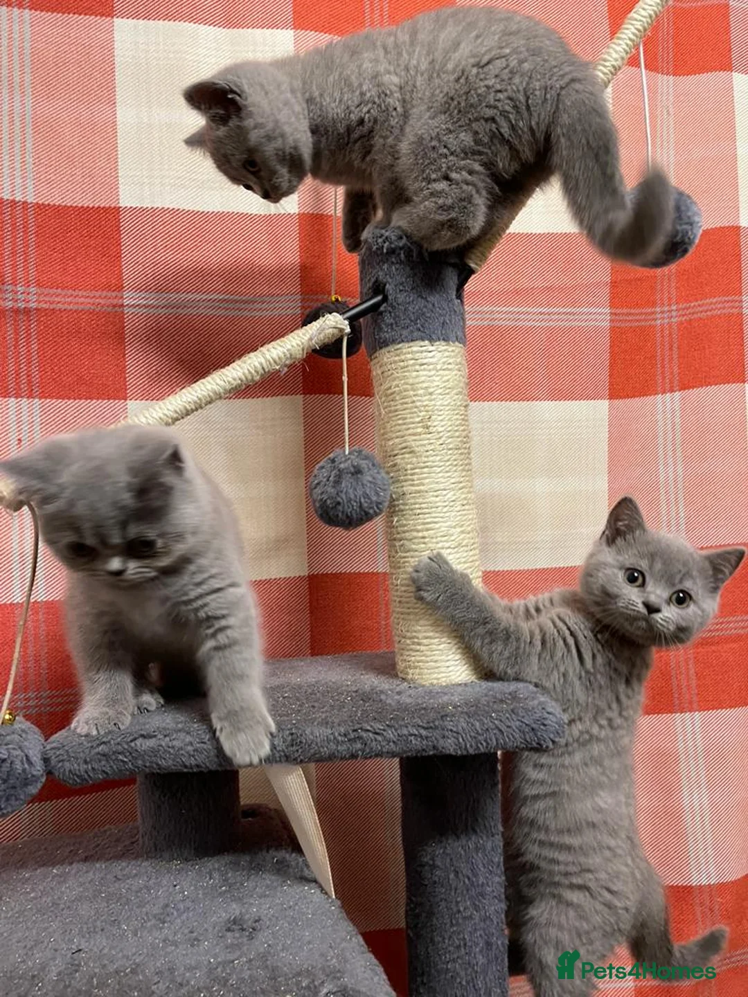 British Shorthair cats for sale: British shorthair blue - Advert 2