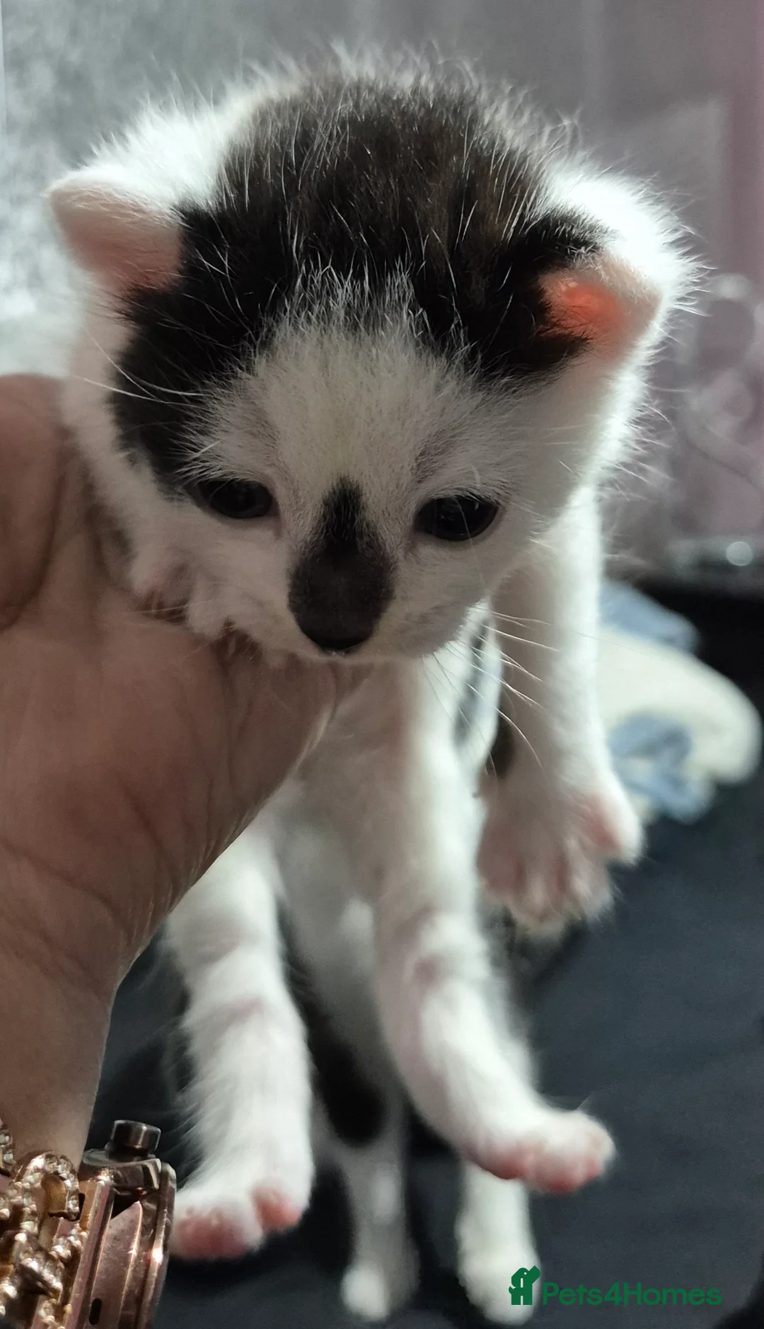 Mixed Breed cats for sale: Black & white.  - Advert 2